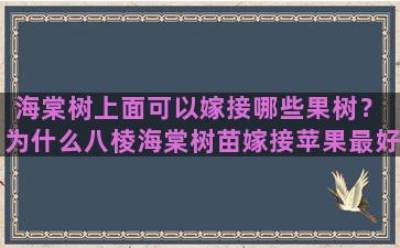 海棠树上面可以嫁接哪些果树？ 为什么八棱海棠树苗嫁接苹果最好